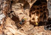 Get The Best Wasp & Hornet Nest Removal Services in Surrey, Guildford