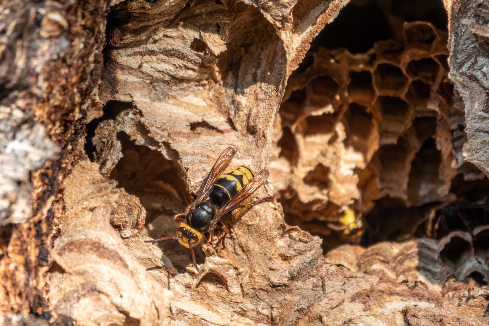 Get The Best Wasp & Hornet Nest Removal Services in Surrey, Guildford