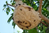 Same Day Pest Control Services in Surrey | 24-Hour Pest Control