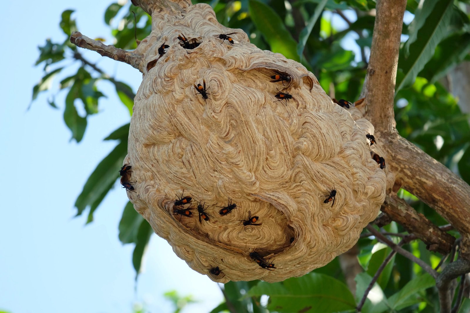 Same Day Pest Control Services in Surrey | 24-Hour Pest Control
