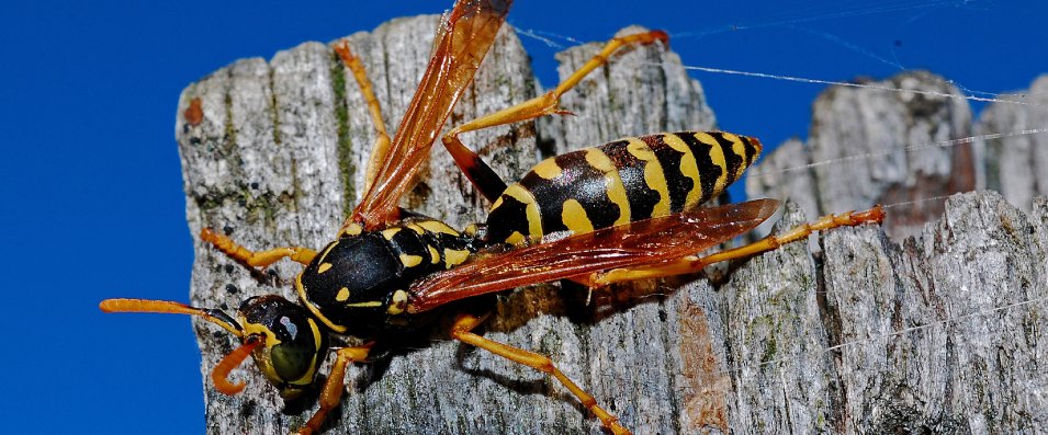 Emergency Pest Control Service in London At Domestic & Commercial Places