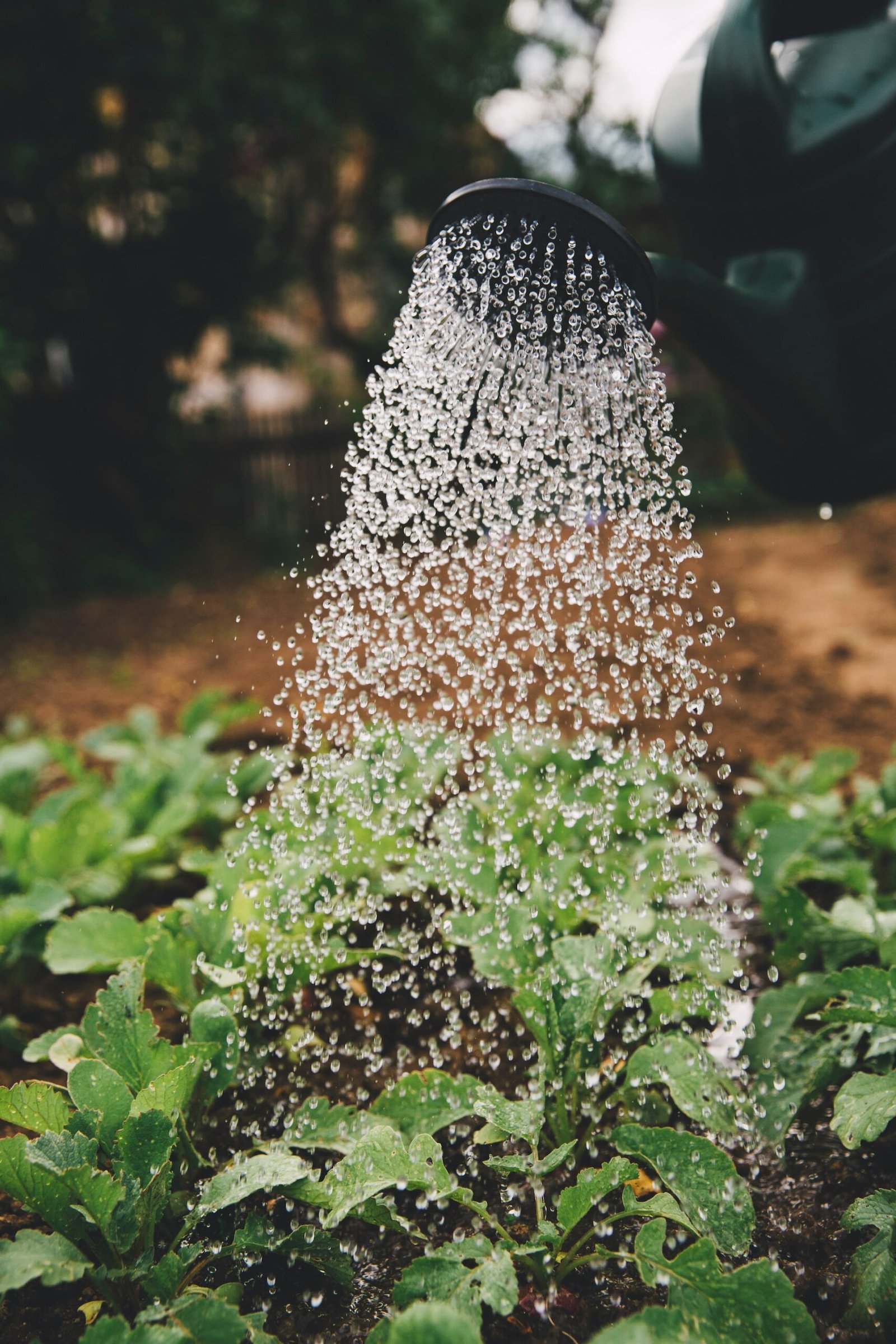 Get A Quote On Your Dundee Needs From Gardening Services