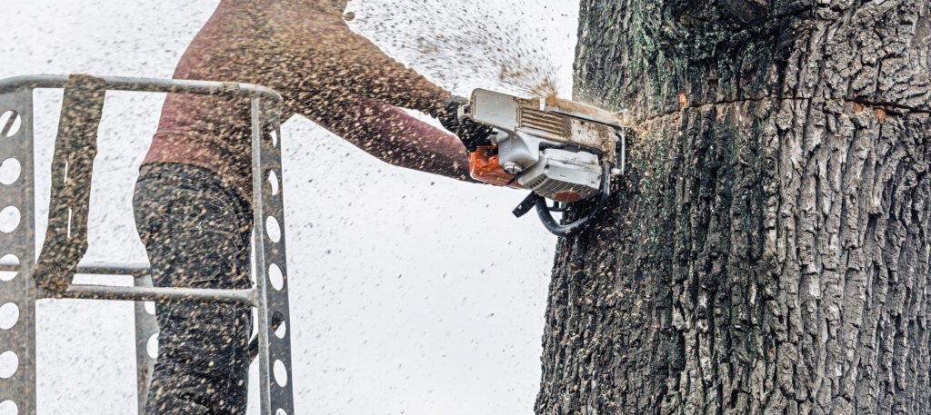 Professional hedge trimming services in Derby
