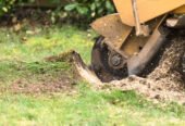 Professional hedge trimming services in Derby