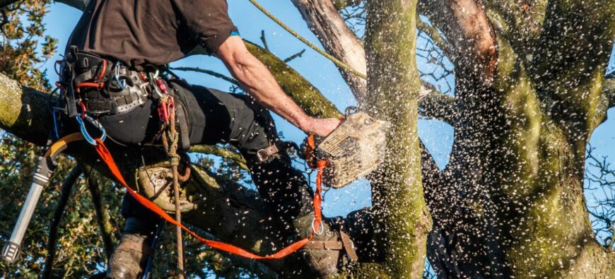Get Professional Tree Surgery in Hexham, Contact Us Now!