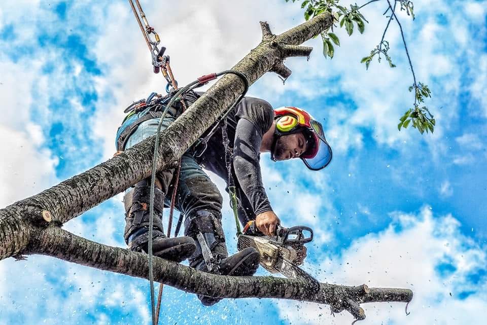 Professional hedge trimming services in Derby