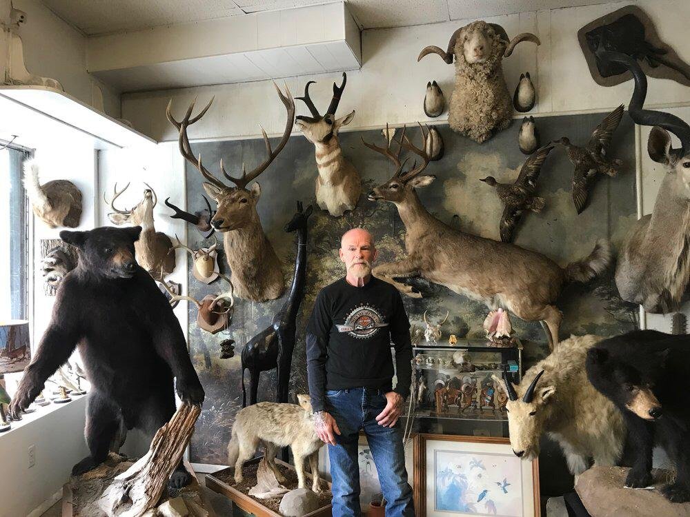 Taxidermy and animals skin for sale .
