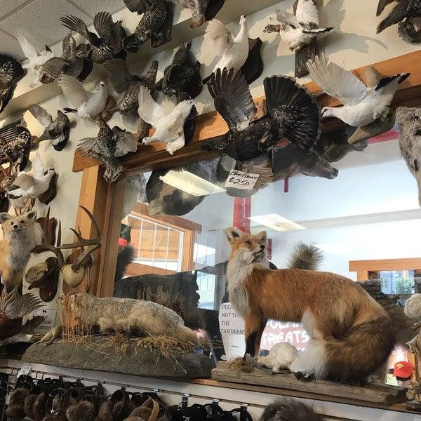Taxidermy and animals skin for sale .