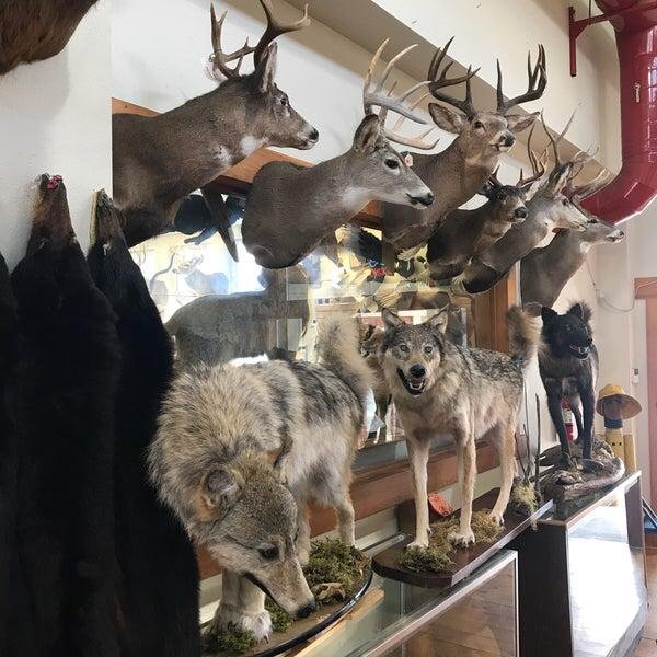 Taxidermy and animals skin for sale .