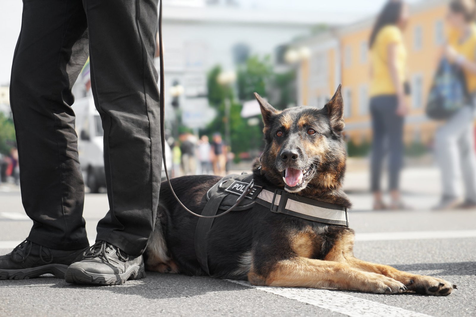 Get Expert Security Dog Training in Essex – RKO Dog Training