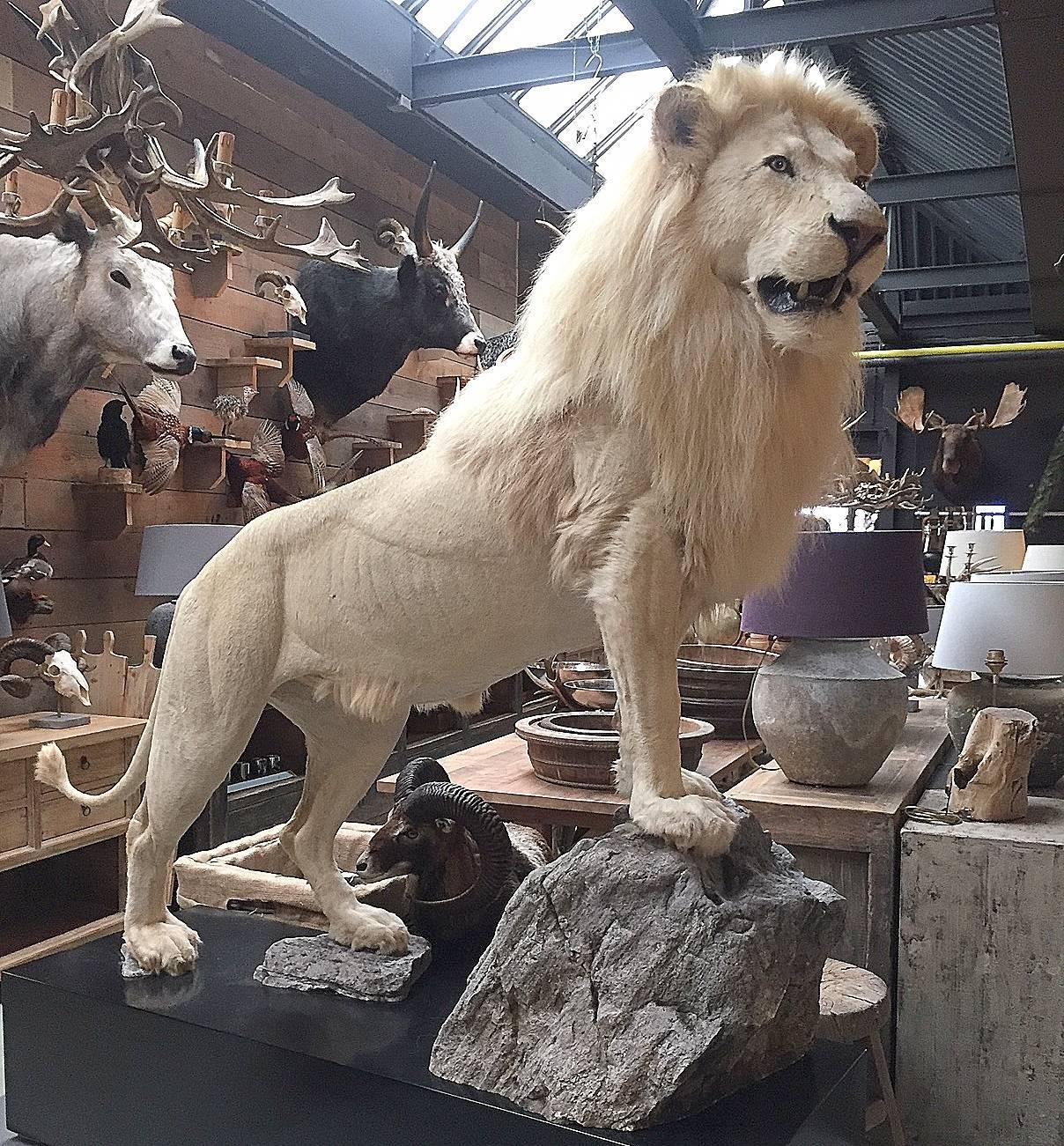 Taxidermy and animals skin for sale .