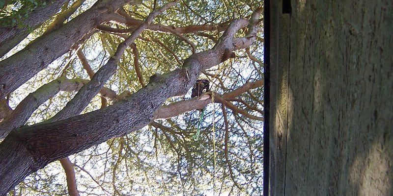 Get in touch with our experts for tree care services in Hexham