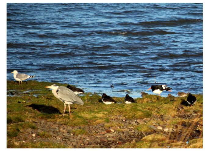 BB30-Herbert-Heron-and-Ollie-one-of-the-Oyster-Catchers