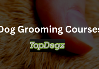 Discover Your Passion for Dog Grooming with Topdogz!