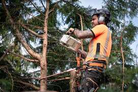 richmond-tree-surgeons-doing-sectional-tree-felling-upper-portion-of-the-tree-412w