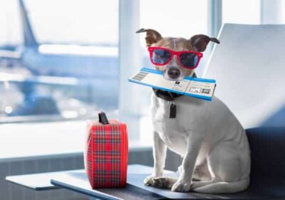 How to Make Pet Reservations On United Airlines? | FlyOfinder