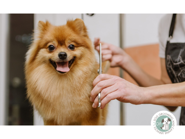 Woof Dog Grooming – Plymouth’s Premier Dog Grooming Salon