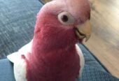 Lutino Galah cockatoo available