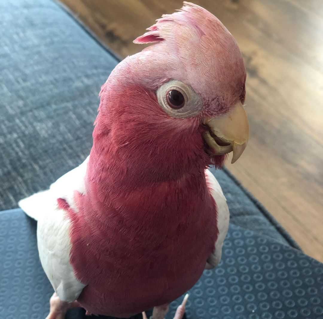 Lutino Galah cockatoo available