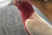 Lutino Galah cockatoo available