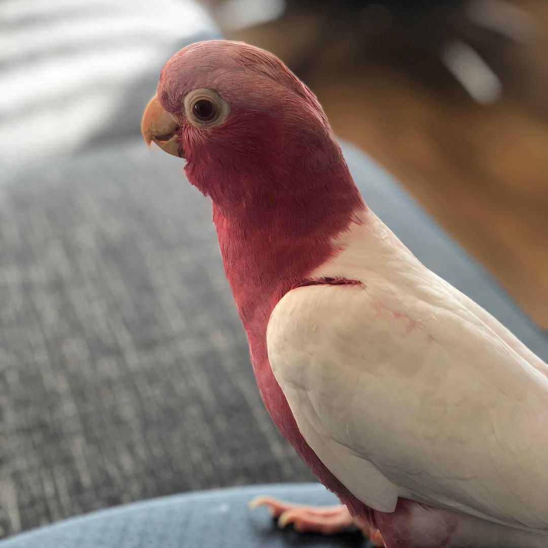 Lutino Galah cockatoo available