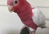 Lutino Galah cockatoo available