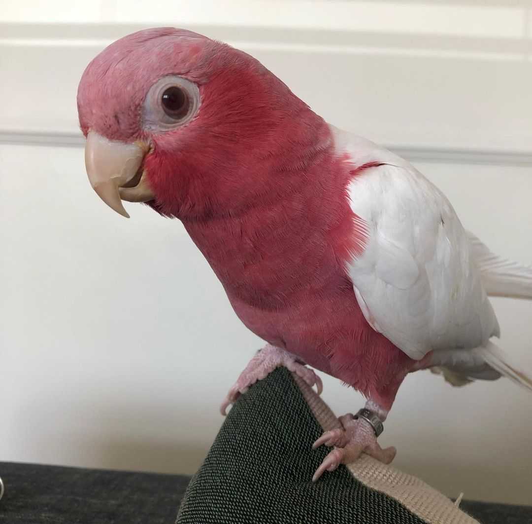 Lutino Galah cockatoo available