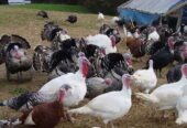 Healthy full breed Royal Palm Turkeys for sale.