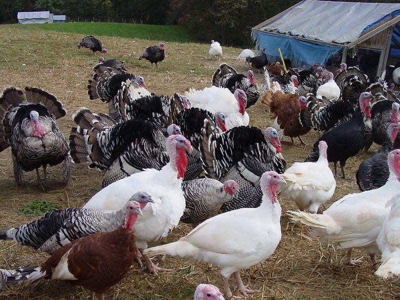 Healthy full breed Royal Palm Turkeys for sale.
