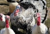 Healthy full breed Royal Palm Turkeys for sale.