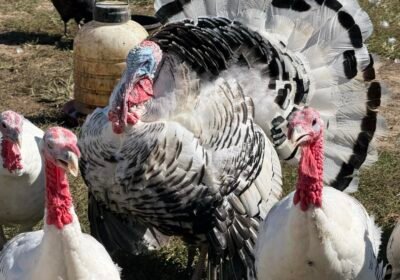 ROYAL-PALM-TURKEYS-AND-POINT-OF-LAY-TURKEYS-.-3