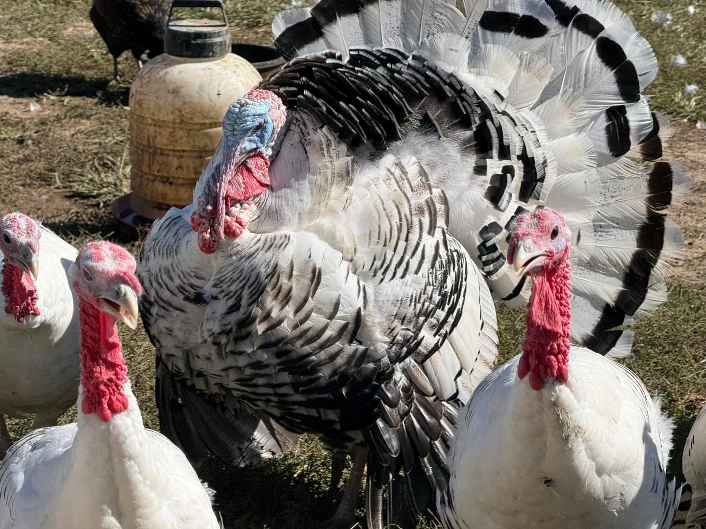 Healthy full breed Royal Palm Turkeys for sale.