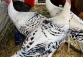 Healthy full breed Royal Palm Turkeys for sale.