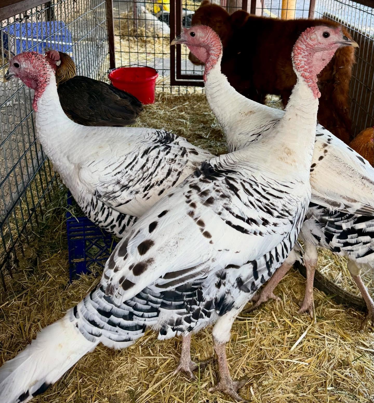 Healthy full breed Royal Palm Turkeys for sale.