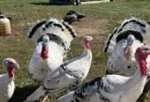 Healthy full breed Royal Palm Turkeys for sale.