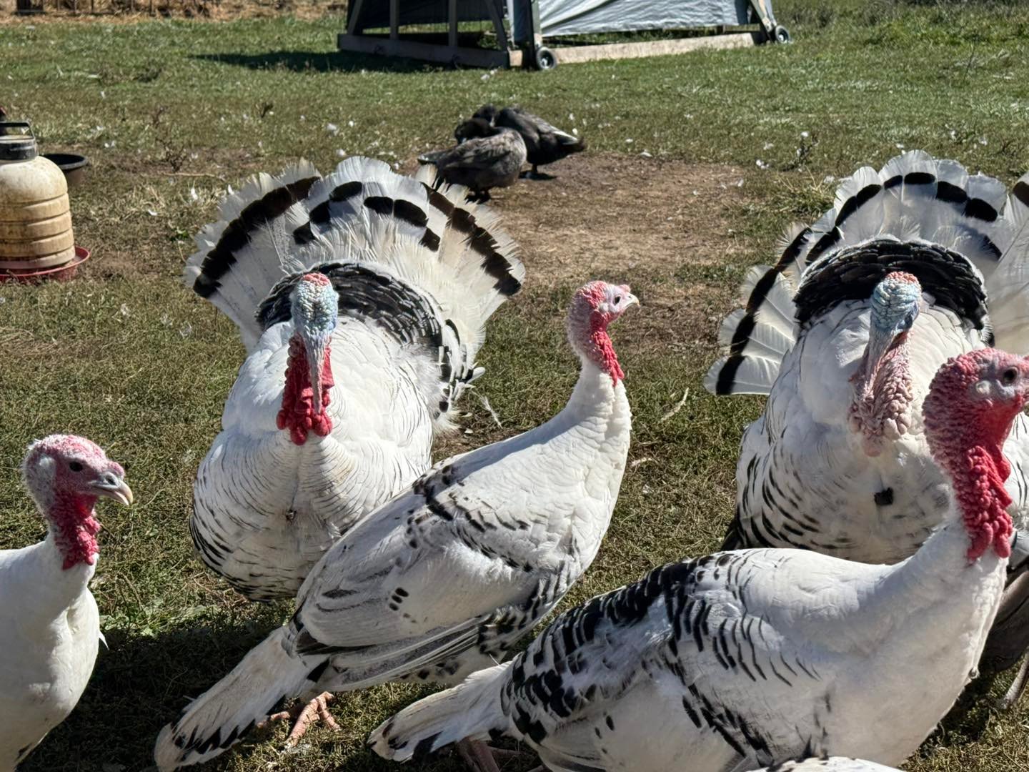 Healthy full breed Royal Palm Turkeys for sale.